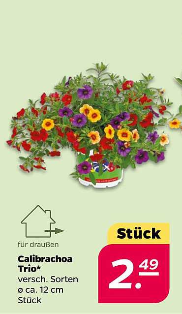 Calibrachoa Trio – Verschiedene Sorten für Ihren Garten