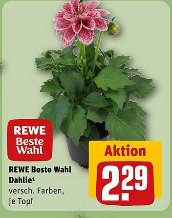 REWE Beste Wahl Dahlie in verschiedenen Farben je Topf