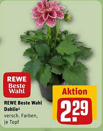 REWE Beste Wahl Dahlie – Verschiedene Farben, je Topf