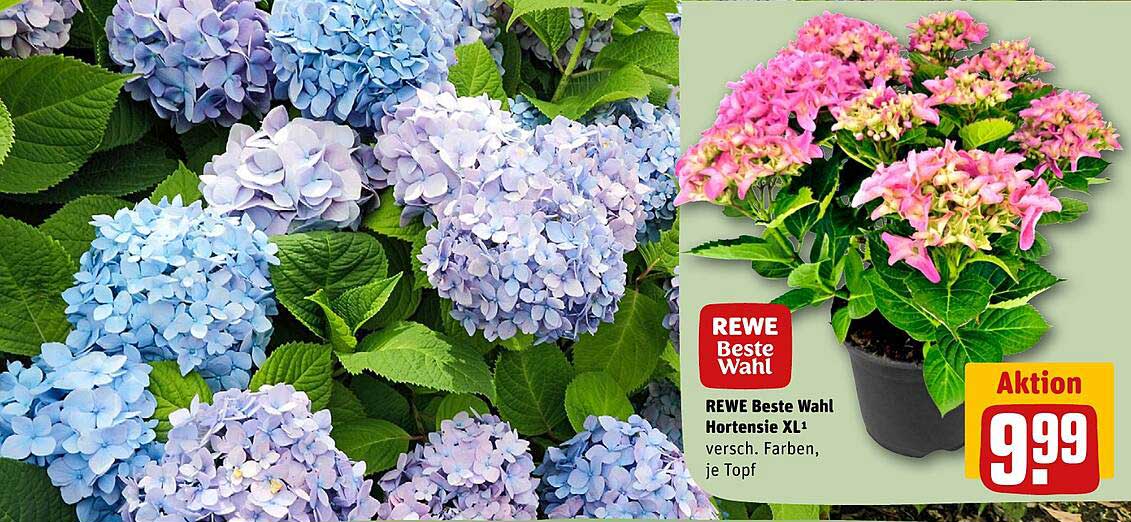 REWE Beste Wahl Hortensie XL* versch. Farben, je Topf