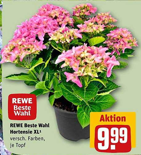 REWE Beste Wahl Hortensie XL - verschiedene Farben, je Topf