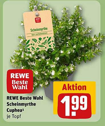 REWE Beste Wahl Scheinmyrthe Cuphea je Topf