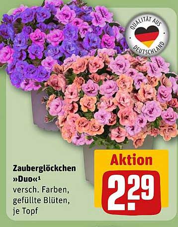 Zauberglöckchen »Duo« - versch. Farben, gefüllte Blüten, je Topf