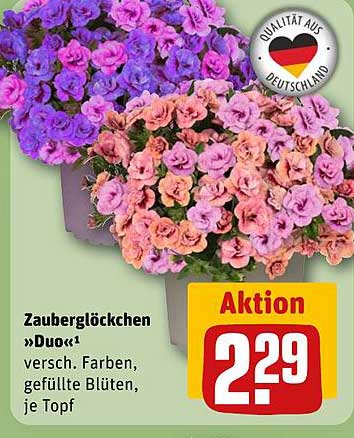 Zauberglöckchen »Duo« - versch. Farben, gefüllte Blüten, je Topf