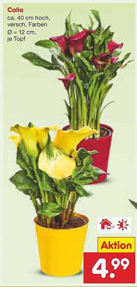 Calla - Farbenfrohes Pflanzenvergnügen für Ihr Zuhause