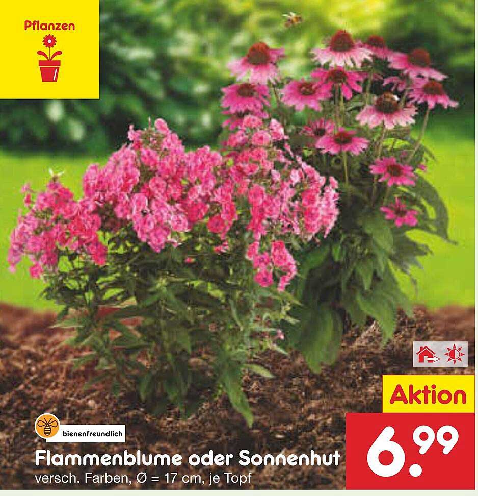 Flammenblume oder Sonnenhut – Verschiedene Farben, Ø = 17 cm, je Topf