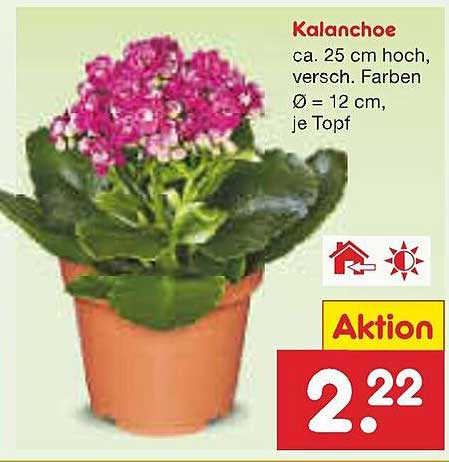Kalanchoe - ca. 25 cm hoch, verschiedene Farben