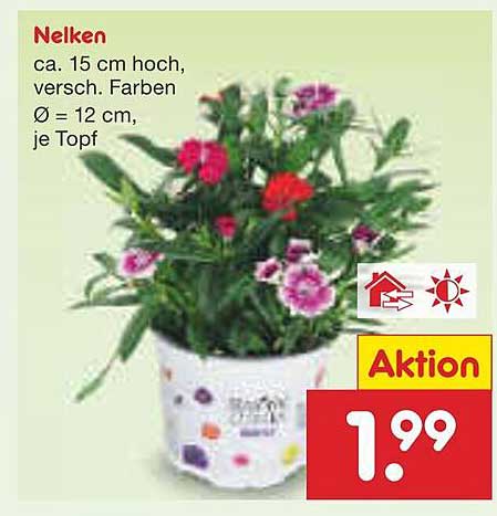 Nelken - Verschiedene Farben im Topf für nur 1,99 €