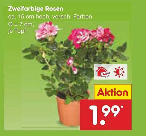 Zweifarbige Rosen - Aktion für nur 1,99*