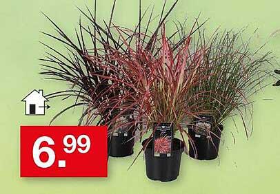 Bunte Ziergräser für den Garten – nur 6,99 €