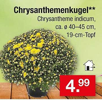 Chrysanthemenkugel** - Chrysantheme indicum, ca. Ø 40–45 cm, 19-cm-Topf