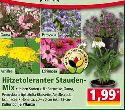 Hitzetoleranter Stauden-Mix