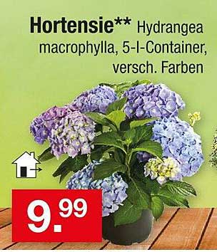 Hortensie** Hydrangea macrophylla, 5-l-Container, verschiedene Farben