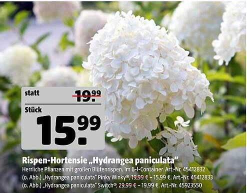 Rispen-Hortensie „Hydrangea paniculata“ - herrliche Pflanzen mit großen Blütenrispen