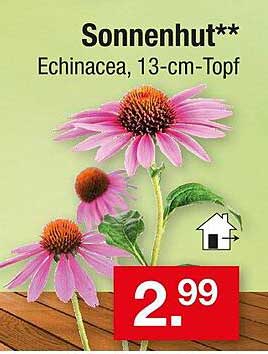 Sonnenhut** Echinacea, 13-cm-Topf