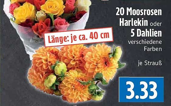20 Moosrosen Harlekin oder 5 Dahlien verschiedene Farben
