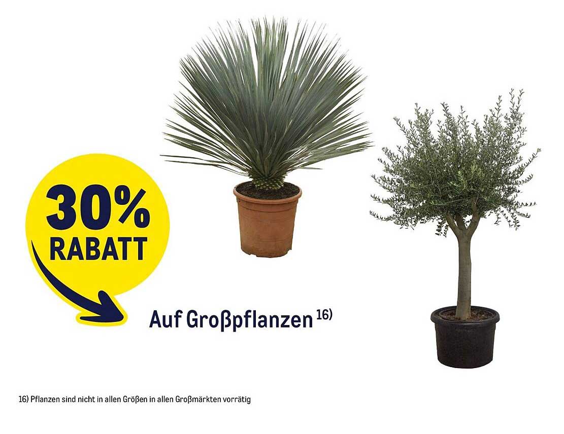 30% RABATT Auf Großpflanzen