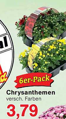 6er-Pack Chrysanthemen versch. Farben