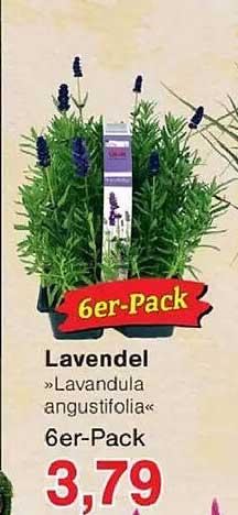 6er-Pack Lavendel »Lavandula angustifolia«