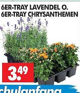 6ER-TRAY LAVENDEL O. 6ER-TRAY CHRYSANTHEMEN