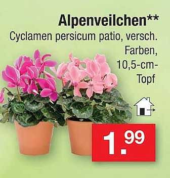 Alpenveilchen**