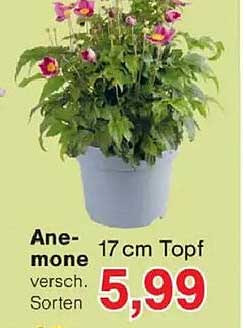 Anemone versch. Sorten