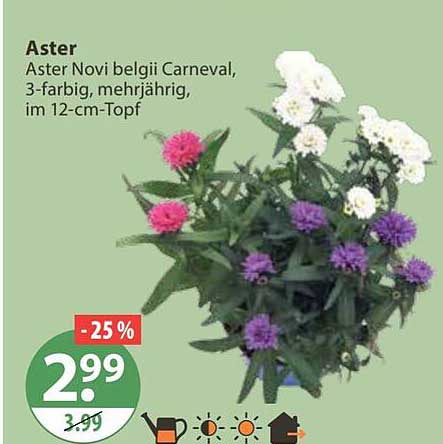 Aster
Aster Novi belgii Carneval, 3-farbig, mehrjährig, im 12-cm-Topf