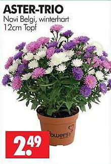 ASTER-TRIO