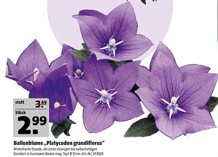 Ballonblume „Platycodon grandiflorus“