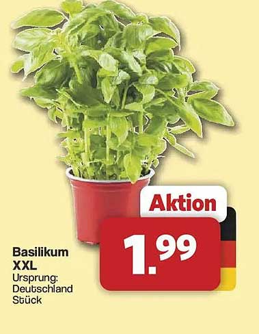 Basilikum XXL