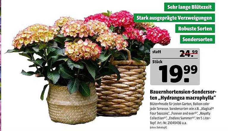 Bauernhortensien-Sondersorten „Hydrangea macrophylla“