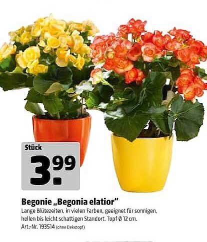 Begonie „Begonia elatior“