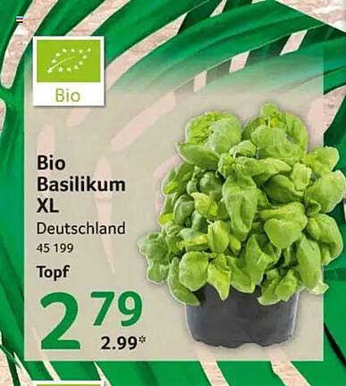 Bio Basilikum XL
