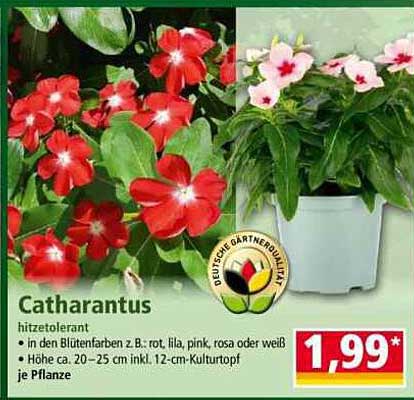 Catharanthus