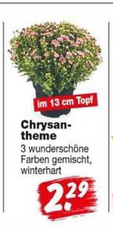 Chrysan-theme