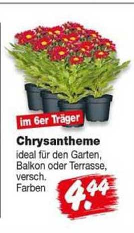 Chrysantheme
