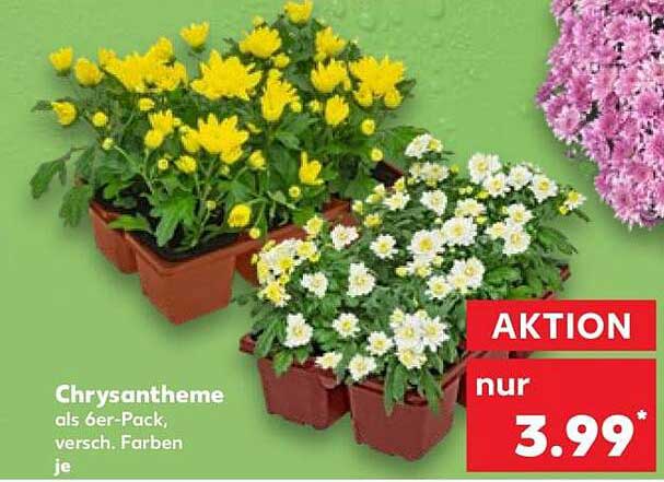 Chrysantheme als 6er-Pack, versch. Farben je