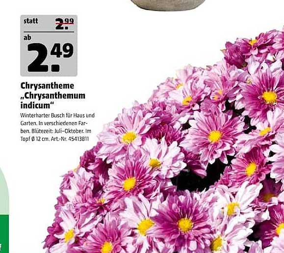 Chrysantheme „Chrysanthemum indicum“