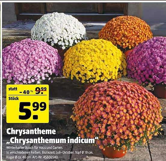 Chrysantheme „Chrysanthemum indicum“