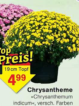 Chrysantheme »Chrysanthemum indicum«, versch. Farben