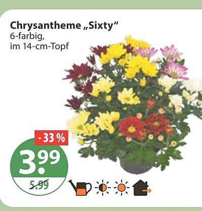 Chrysantheme „Sixty“ 6-farbig, im 14-cm-Topf