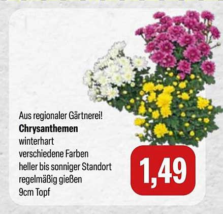 Chrysanthemen