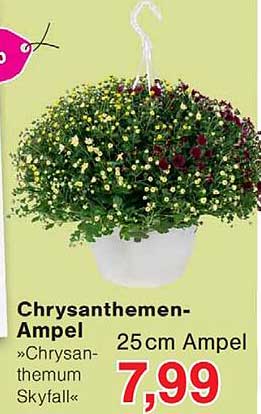 Chrysanthemen-Ampel »Chrysanthemum Skyfall« 25cm Ampel