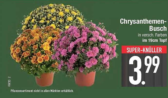 Chrysanthemen-Busch
