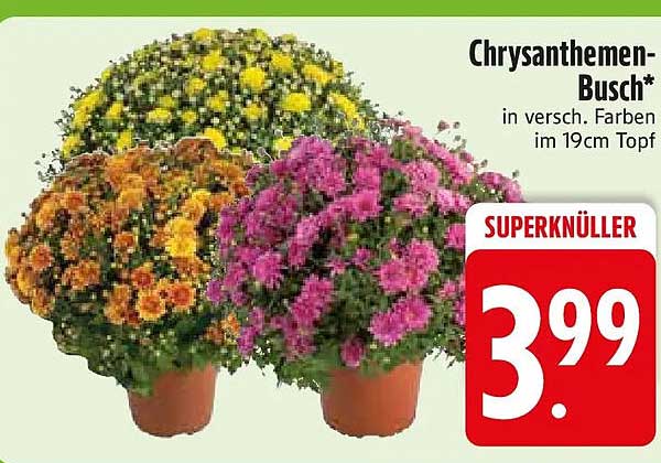Chrysanthemen-Busch* in versch. Farben im 19cm Topf