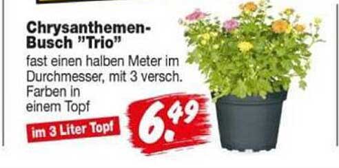 Chrysanthemen-Busch "Trio"