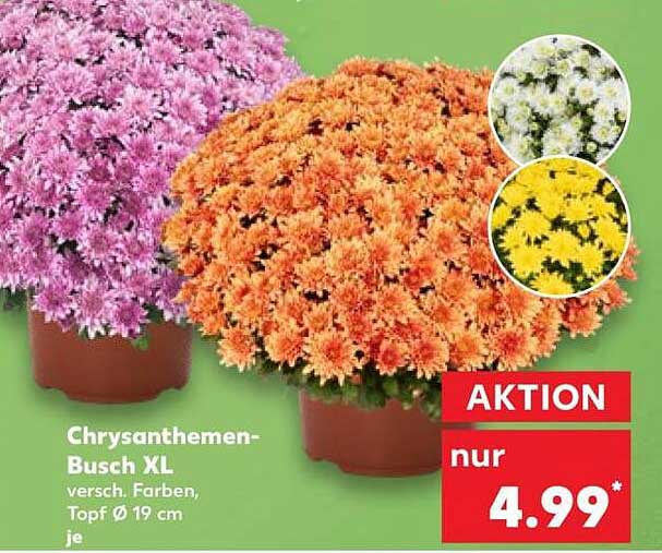 Chrysanthemen-Busch XL versch. Farben, Topf Ø 19 cm je