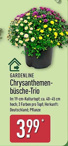 Chrysanthemen-büsche-Trio