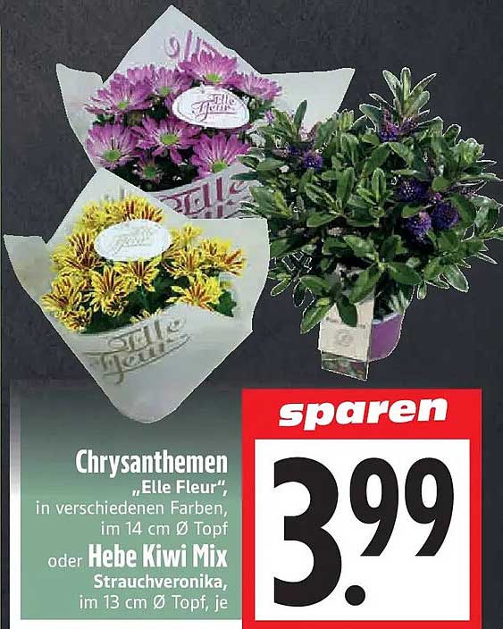 Chrysanthemen „Elle Fleur“, in verschiedenen Farben, im 14 cm Ø Topf oder Hebe Kiwi Mix Strauchveronika, im 13 cm Ø Topf, je