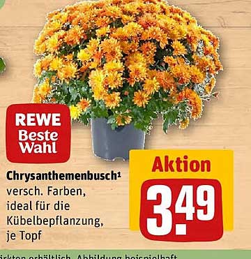 Chrysanthemenbusch¹